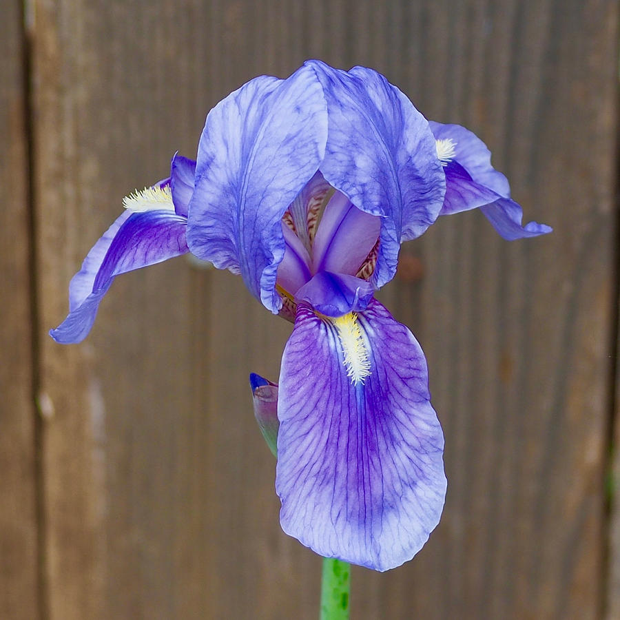 Purple Iris Bloom Photograph by Life Makes Art