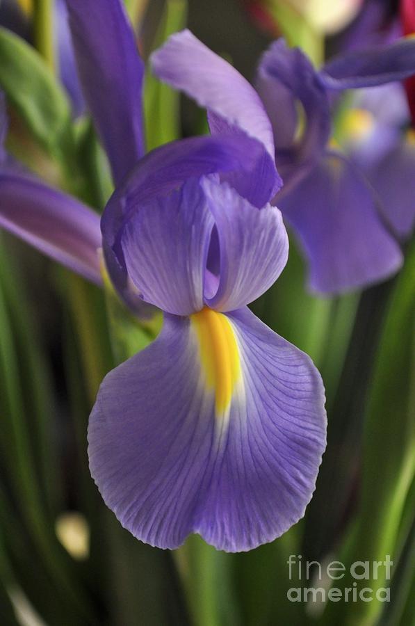 Purple Iris Photograph by Bridgette Gomes