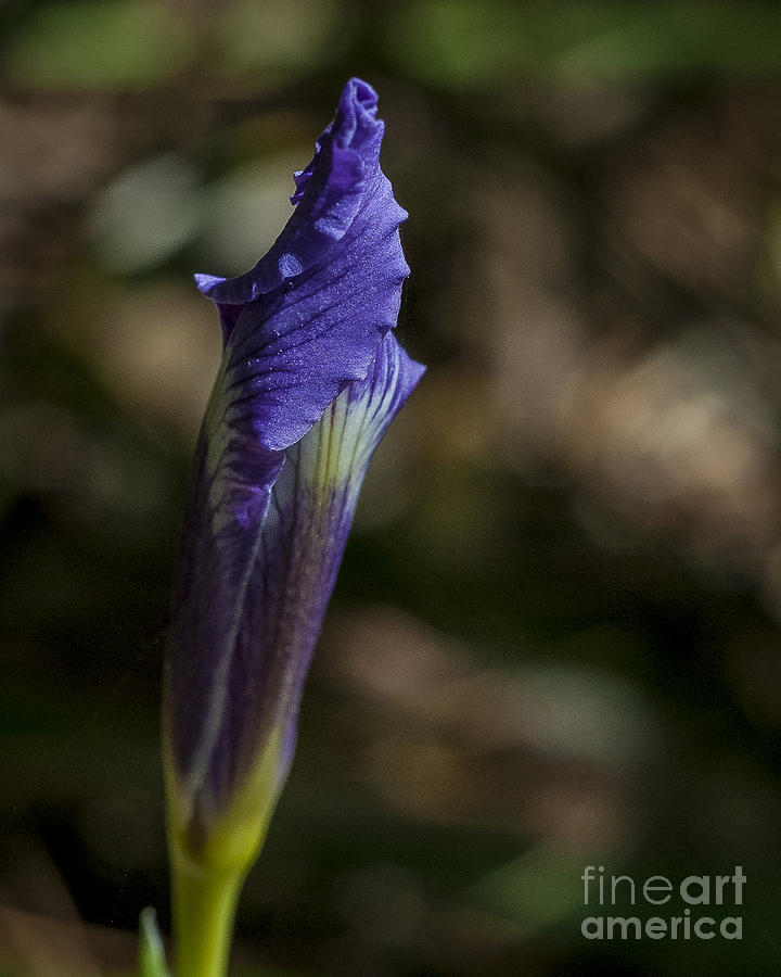 Purple Iris Bud Photograph by Rich Governali - Fine Art America