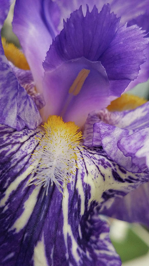 Purple iris Photograph by Caryl J Bohn