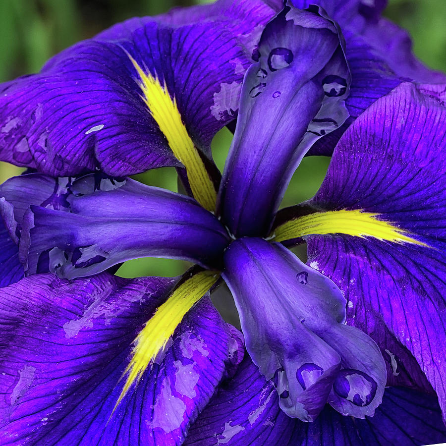Purple Iris Centre Photograph by Shirley Mitchell