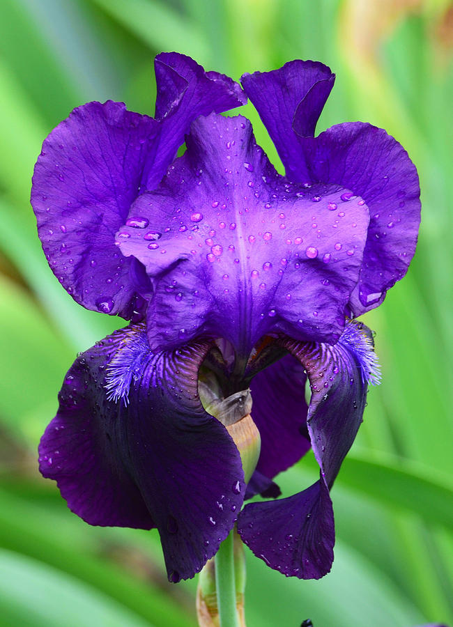 Purple Iris Photograph by Chris Tennis - Fine Art America