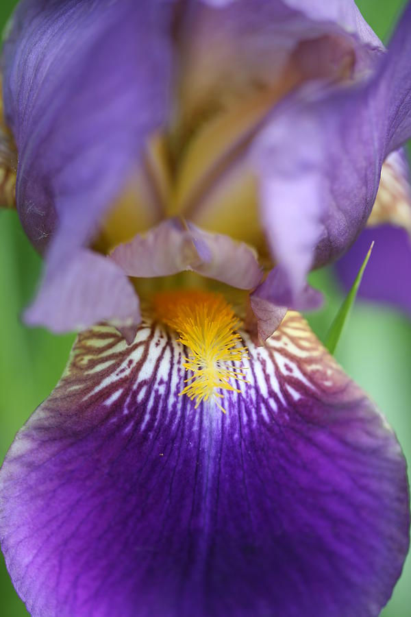 Purple Iris Photograph by Christopher Larimore - Fine Art America