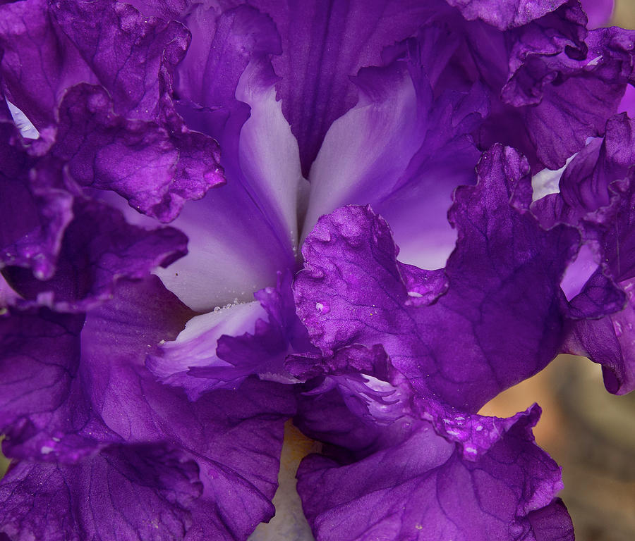 Iris Photograph - Purple Iris Close up by Jean Noren