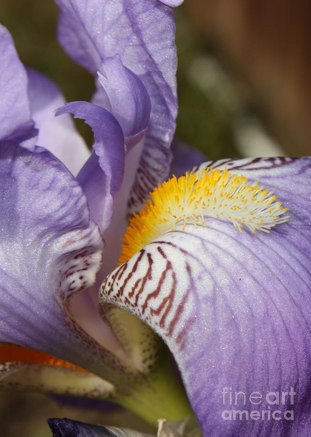 Purple Iris Closeup Photograph by Carol Groenen