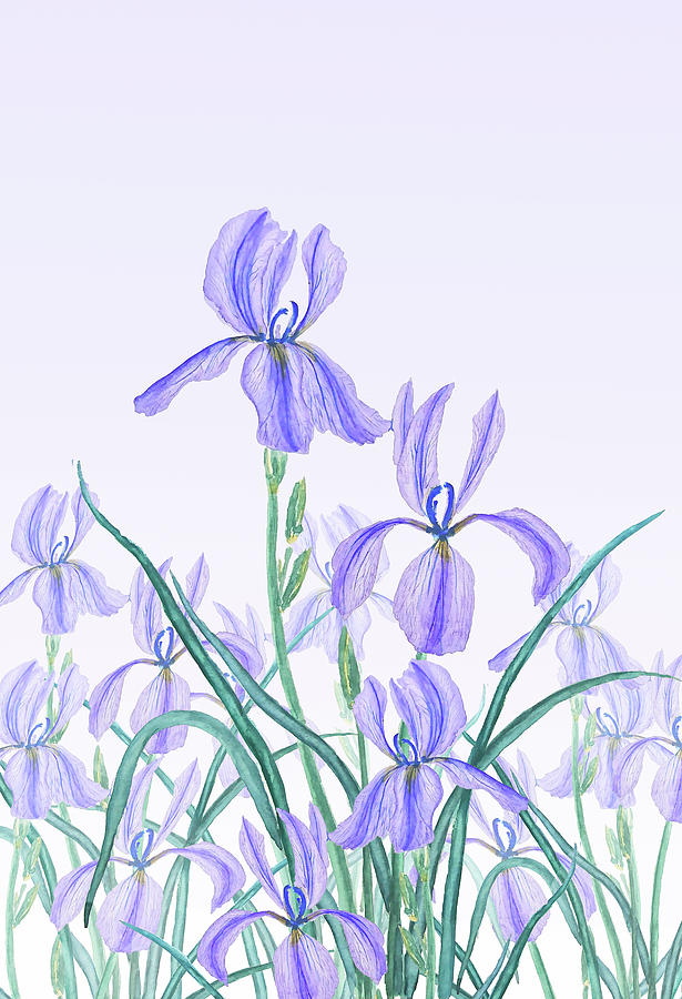 Purple Iris  Painting by Color Color