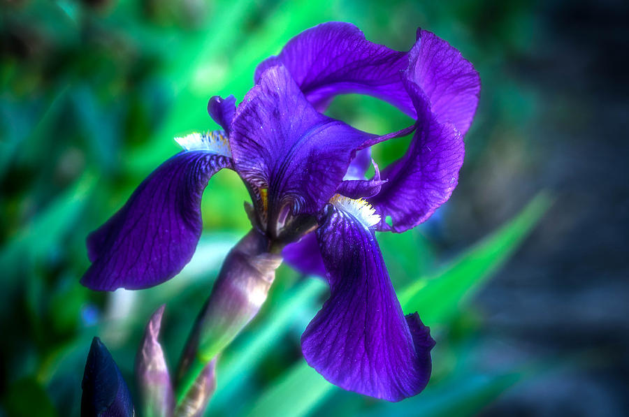 Purple Iris Photograph by Connie Cooper-Edwards