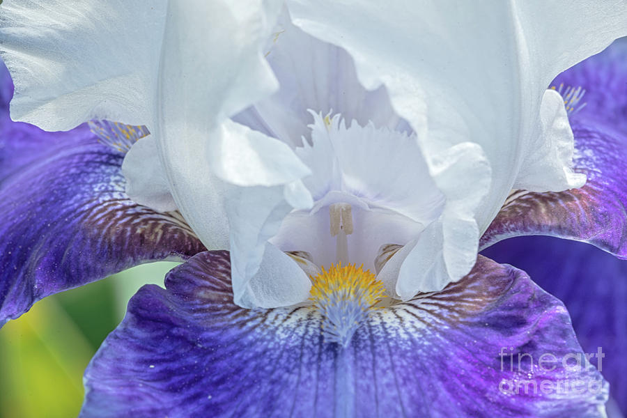 Purple Iris Photograph by Craig Leaper