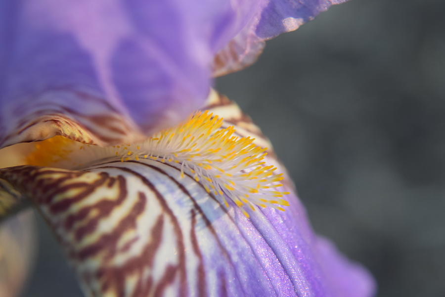 Purple Iris Photograph by Curtis Krusie