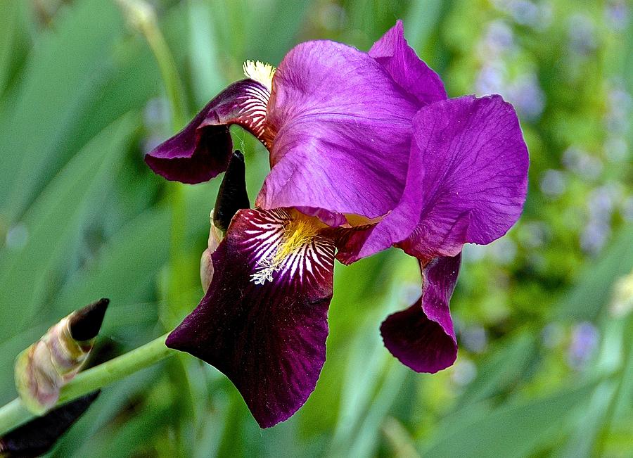 Purple Iris Photograph by Danielle Sigmon - Fine Art America