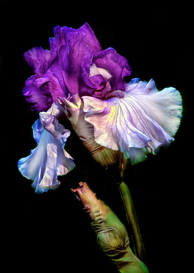 Purple Iris Photograph by Dave Mills