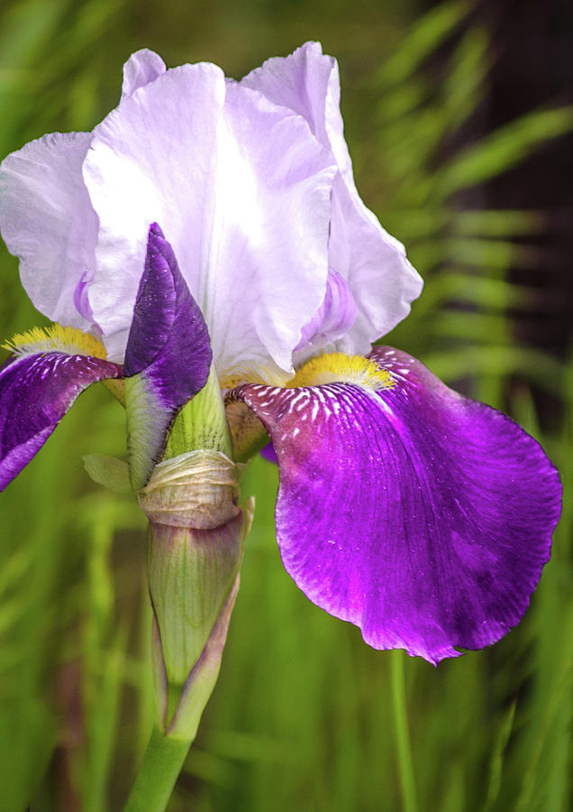 Iris Photograph - Purple Iris by Debbie Karnes