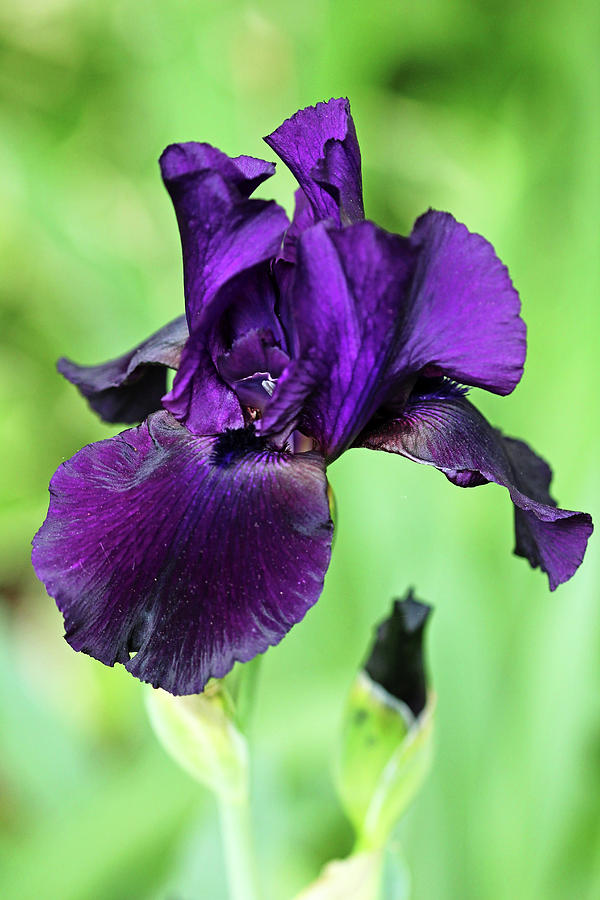 Purple Iris Photograph by Debbie Oppermann