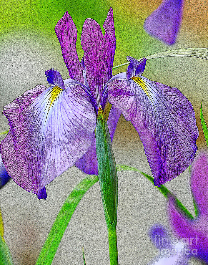 Purple Iris Digital Art by Diane E Berry