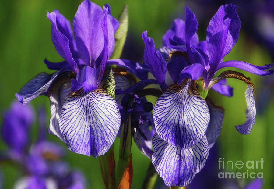 Purple Iris Doubled Photograph by Rachel Cohen
