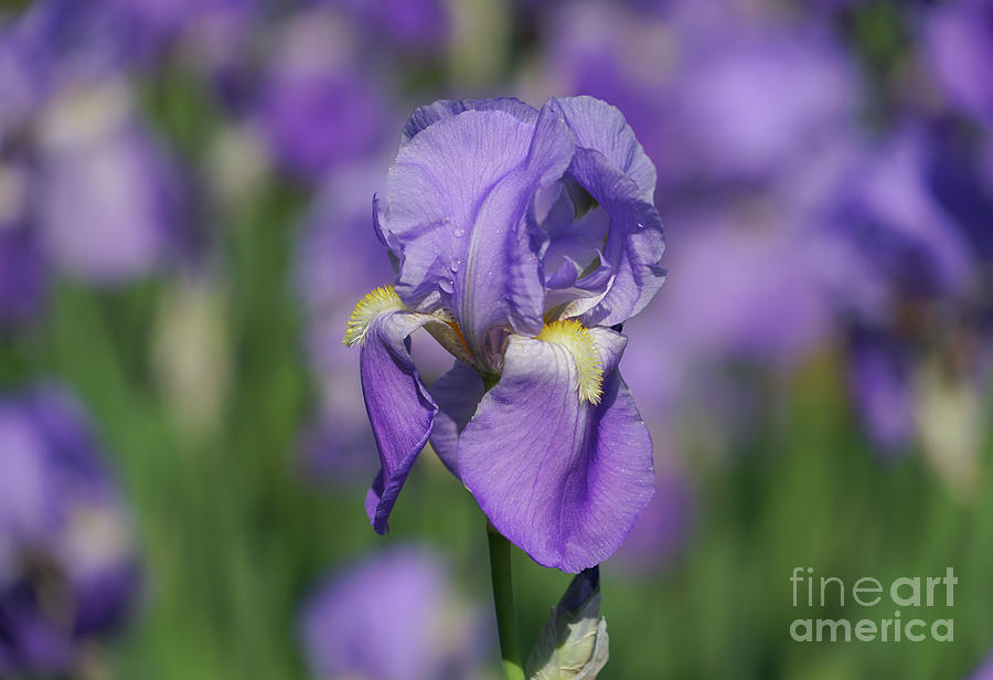 Purple Iris Fields Forever Photograph by Rachel Cohen