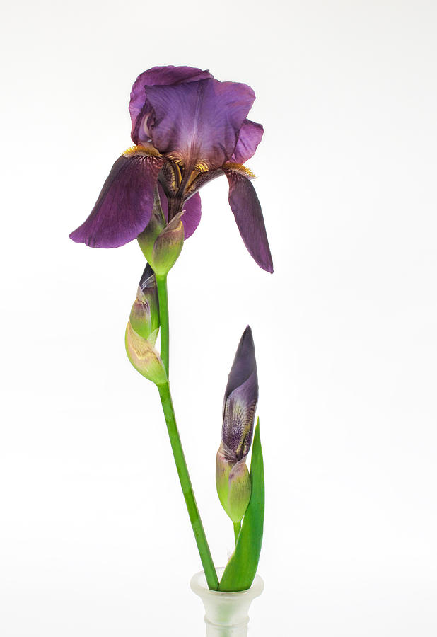 Purple Iris Flower and Bud Photograph by David and Carol Kelly