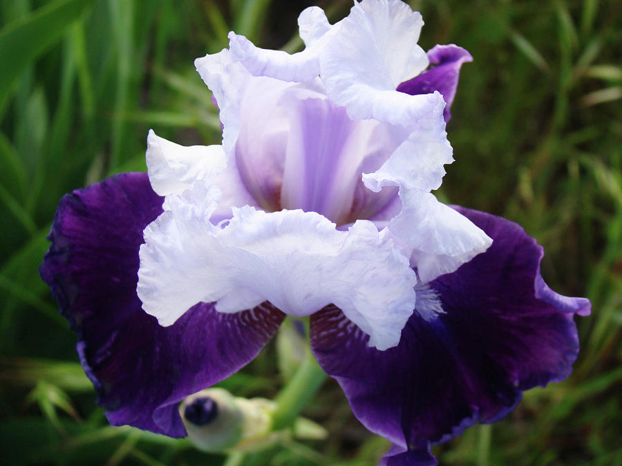 Purple Iris Flower Art Prints Garden Floral Baslee Troutman Photograph