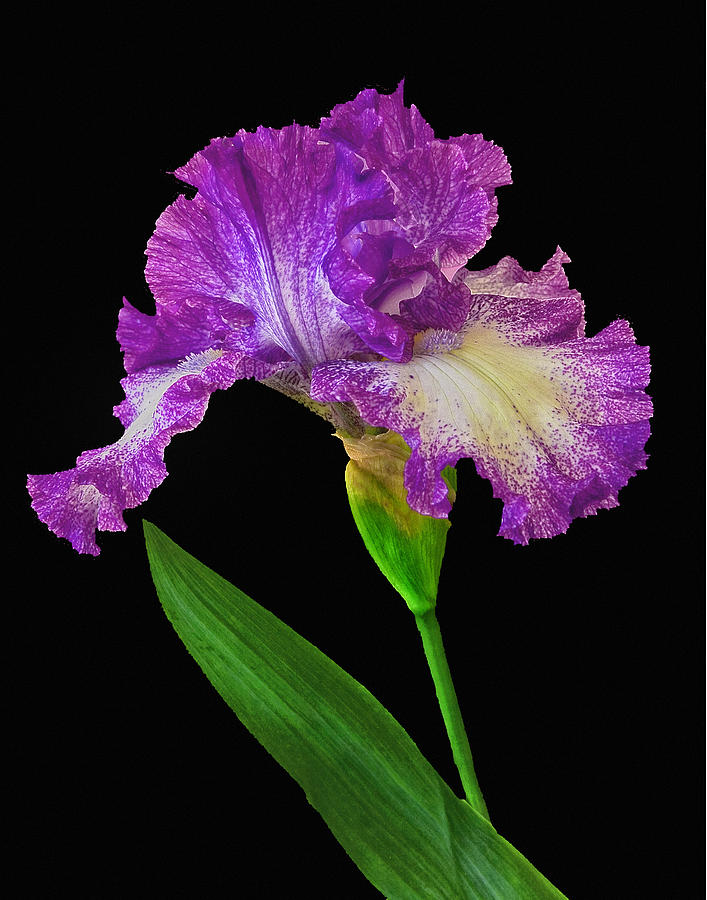 Purple Iris Photograph by Floyd Hopper