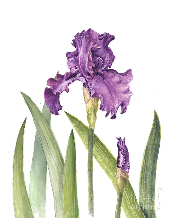 Purple Iris Painting by Fran Henig