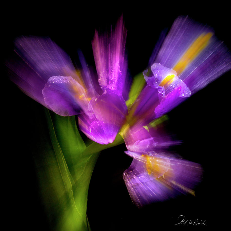 Purple Iris Photograph by Frederic A Reinecke