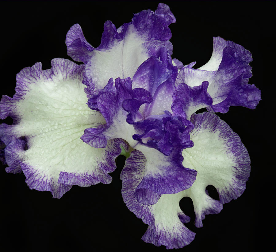 Purple Iris Frills Photograph by Jean Noren