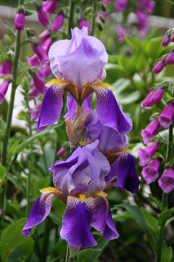 Purple Iris Garden Photograph by Rebecca Renfro - Fine Art America