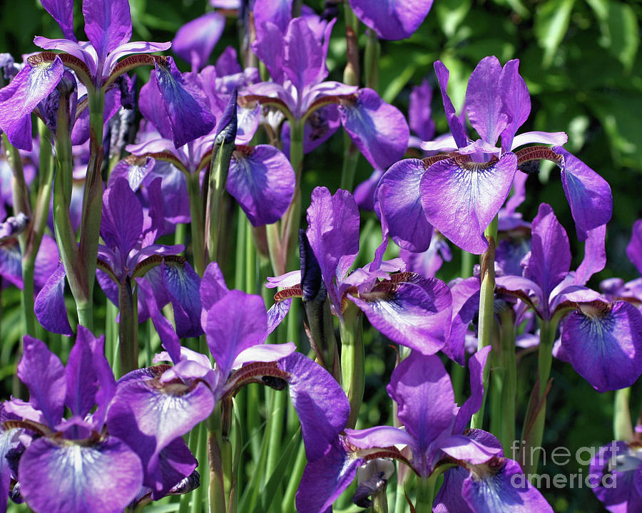 Purple Iris Garden Photograph by Smilin Eyes Treasures