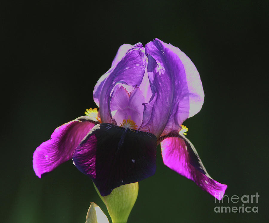 Iris Photograph - Purple Iris by Gary Wing