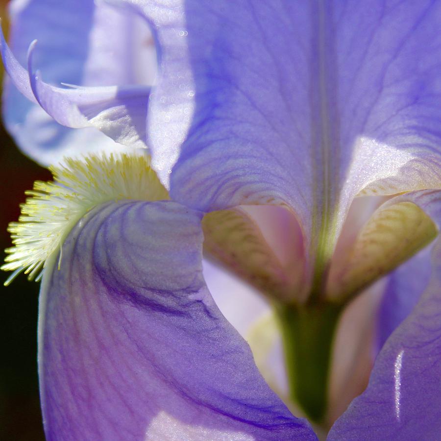 Purple Iris Heart Photograph by M E