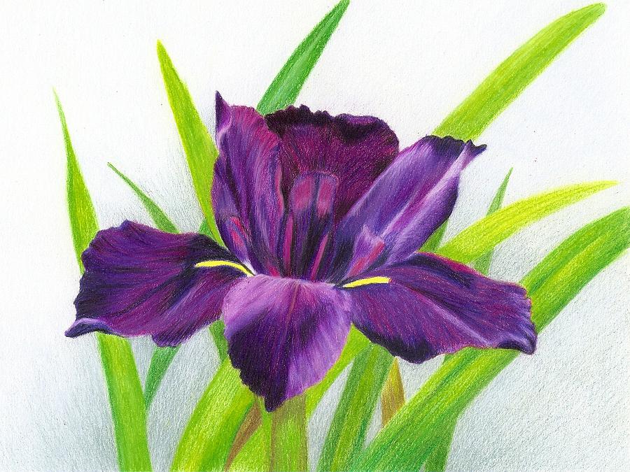 Purple Iris Drawing by Heather Mitchell