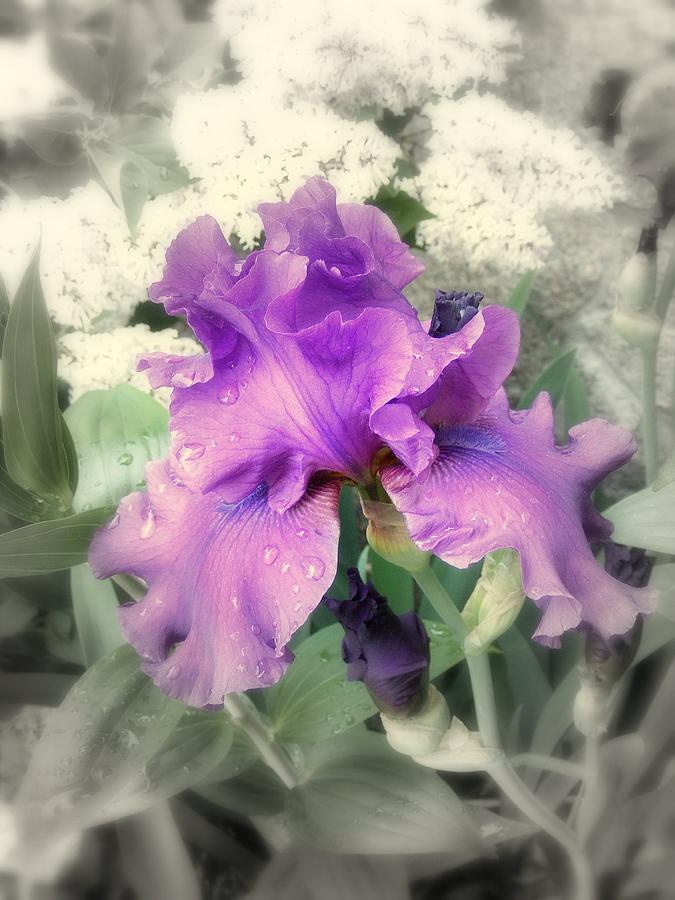 Purple Iris in Focal Black and White Photograph by Margie Avellino