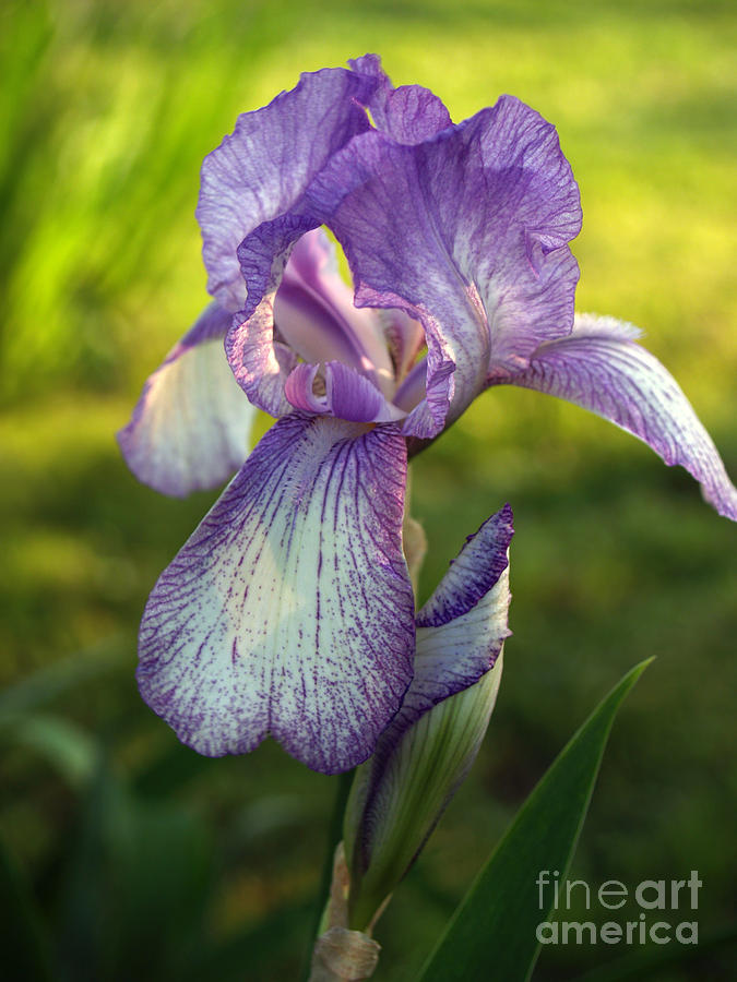 Iris Photograph - Purple Iris in Late Afternoon by Anna Lisa Yoder