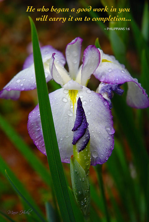 Purple Iris in Morning Dew Photograph by Marie Hicks