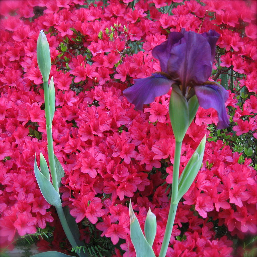 Purple Iris in Pink 2  Photograph by Nancy Patterson