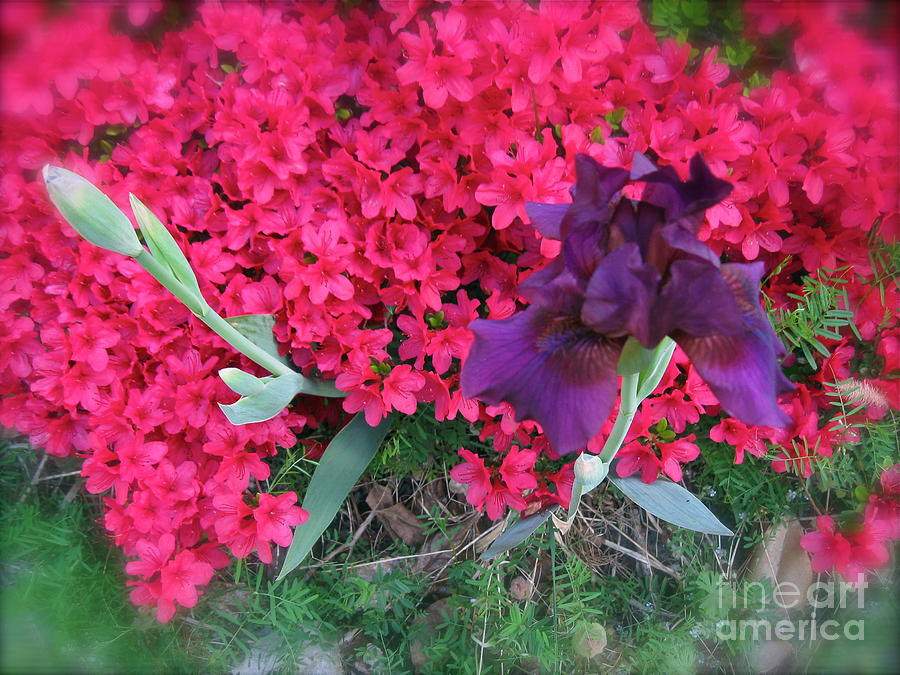 Purple Iris in Pink 3 Photograph by Nancy Patterson