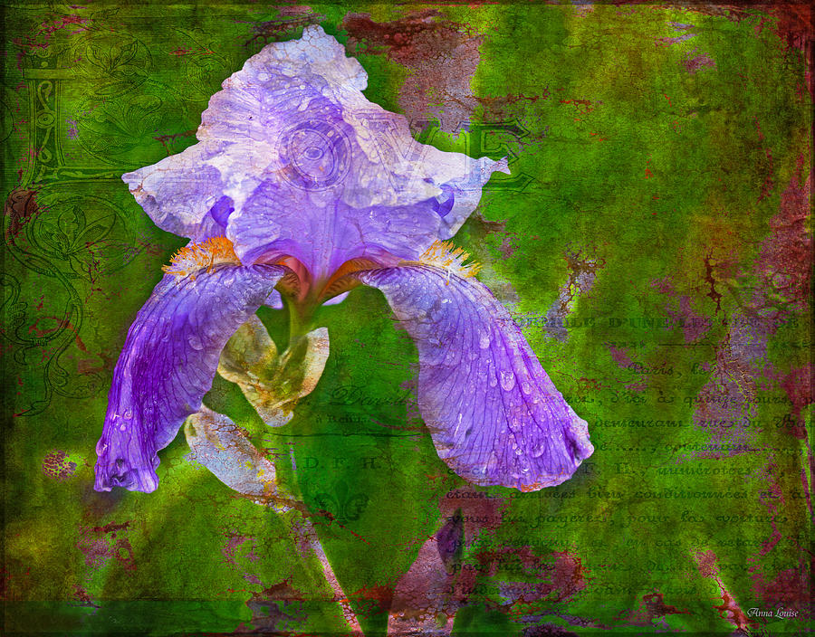 Purple Iris In Rustic French Love Photograph by Anna Louise