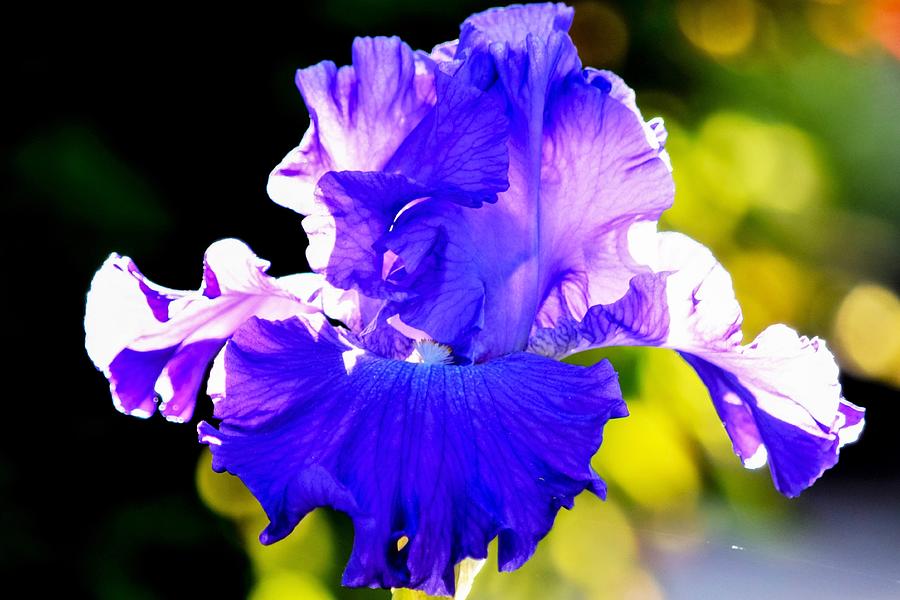 Purple Iris in Sunlight Photograph by Mary Ann Artz