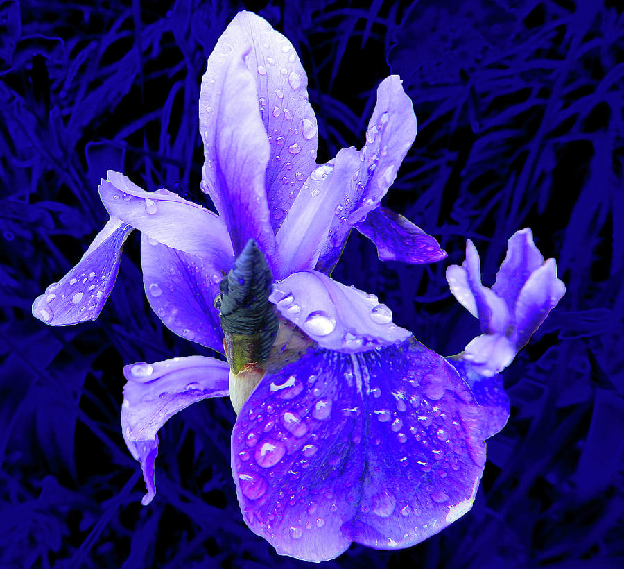 Purple Iris In The Rain Photograph by Emmy Marie Vickers