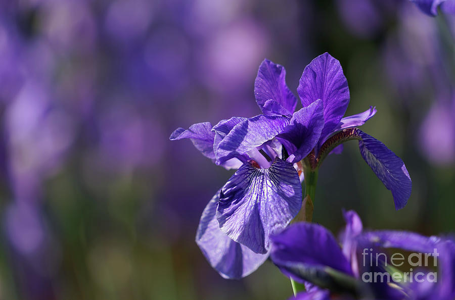 Purple Iris Inspiration Photograph by Rachel Cohen
