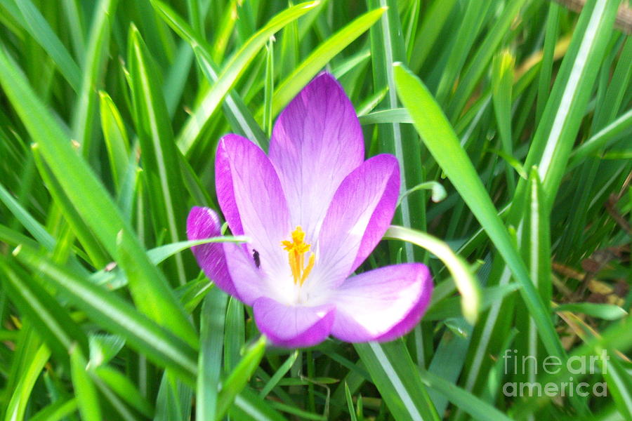 Iris Photograph - Purple Iris by Isabel Proffit
