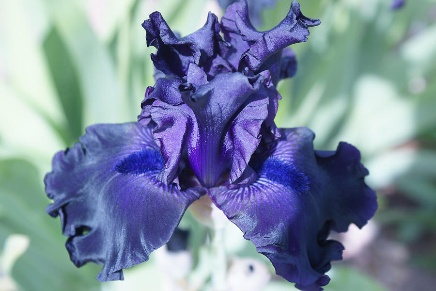 Purple Iris Photograph by James Gay