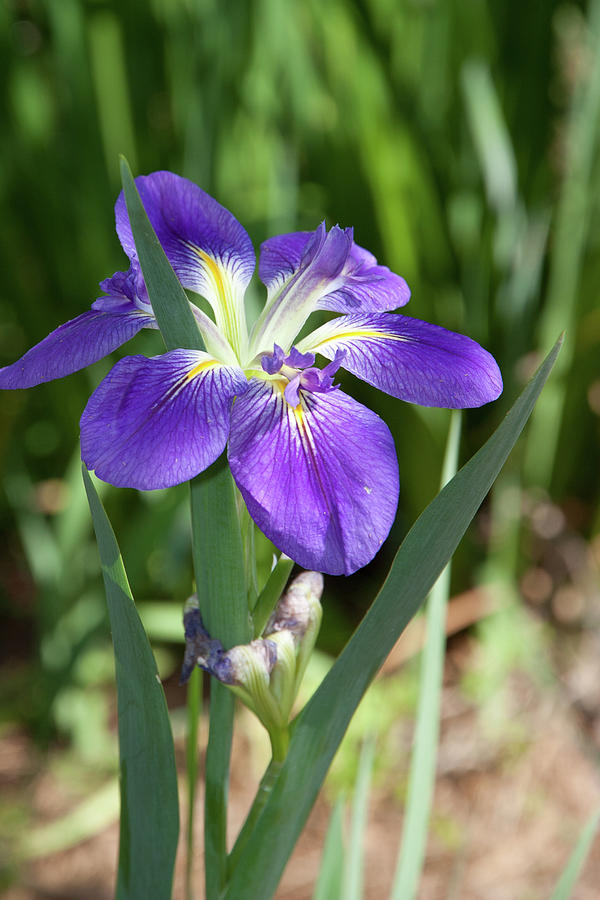 Purple Iris Photograph by James Woody
