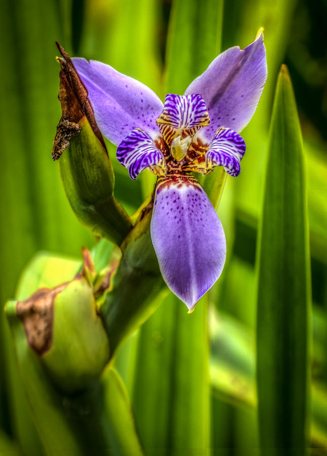 Purple Iris Photograph by Jane Luxton
