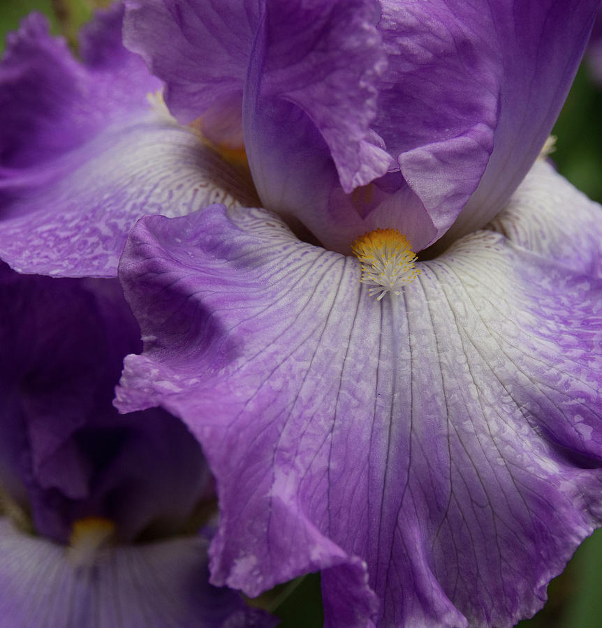 Purple Iris Photograph by Jean Noren