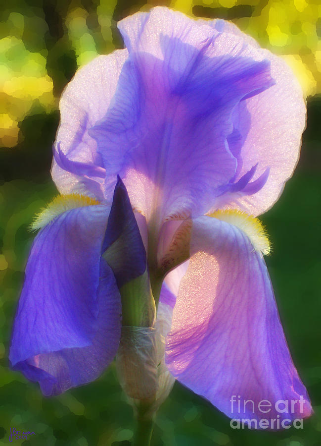 Iris Photograph - Purple Iris by Jeff Breiman