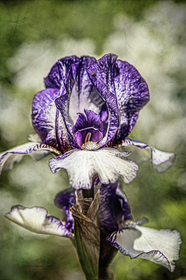 Purple Photograph - Purple Iris by Jessica Manelis Purple Photograph - Purple Iris by Jessica Manelis