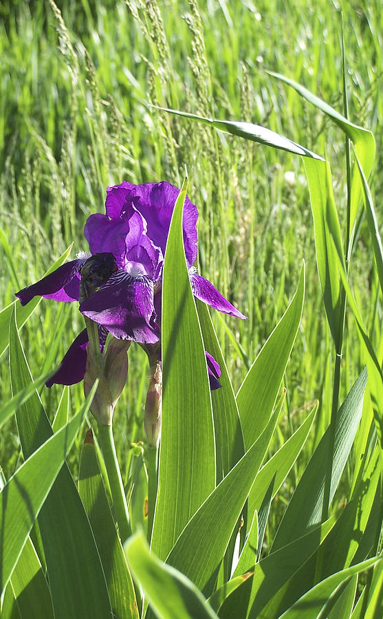 Purple Iris Photograph by JK Dooley