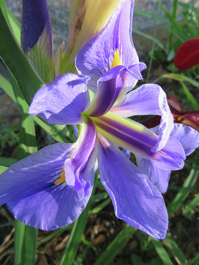 Purple Iris Photograph by Judith Lauter