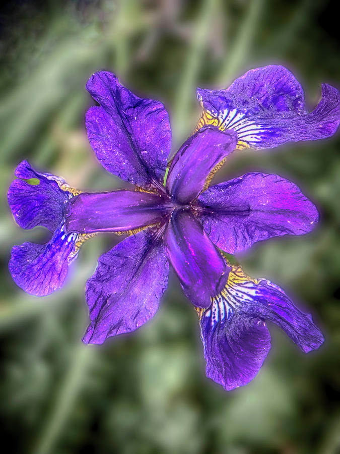 Purple Iris Photograph by Judy Hall-Folde